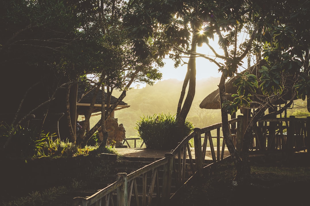 Photo treehouse