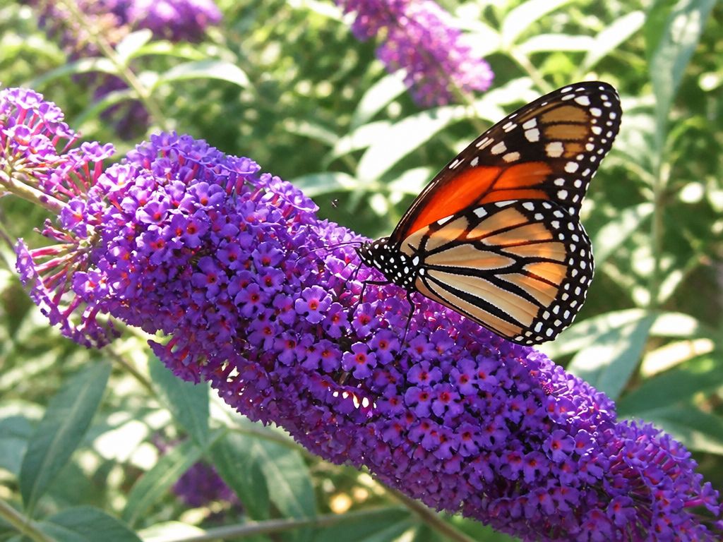 Motyl monarcha na fioletowym kwiatostanie budlei Dawida w słonecznym ogrodzie. Makrofotografia z rozmytym tłem.